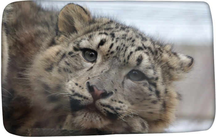 Close up of a Snow Leopard