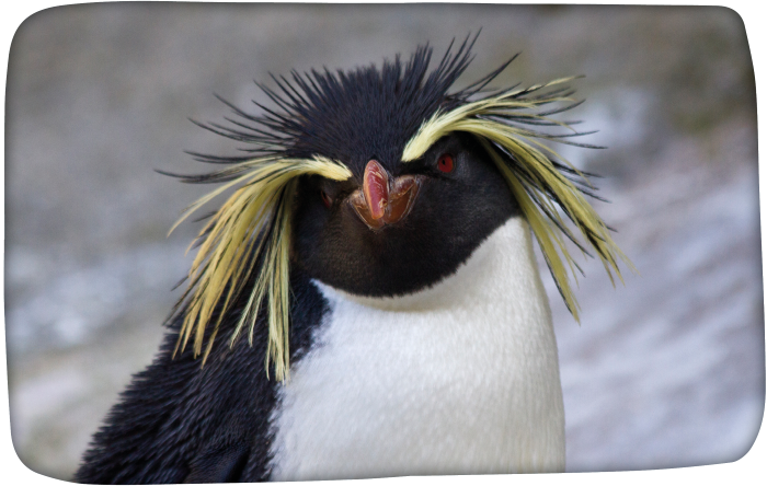 Close up of a Rockhopper penguin